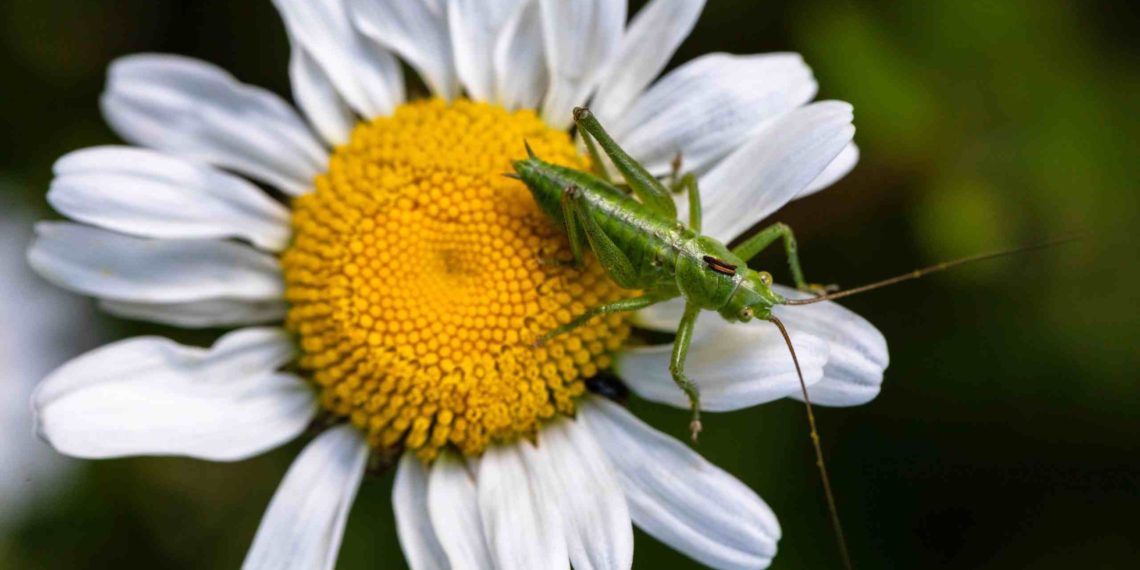 Product Owner et Scrum Master : est-il possible d'allier les deux métiers en un seul ?