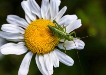 Product Owner et Scrum Master : est-il possible d'allier les deux métiers en un seul ?