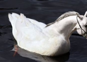 Agile terminology Wemanity