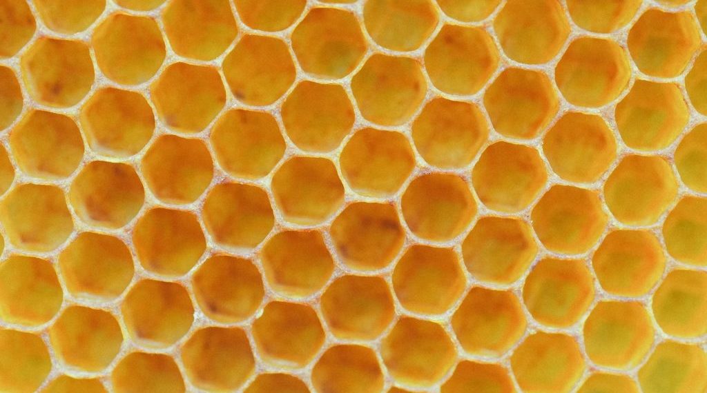 Gourmet natural honey in honeycomb