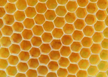 Gourmet natural honey in honeycomb