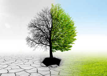 Arbre avec la moitié entrain de mourir et l'autre moitié fleurissante