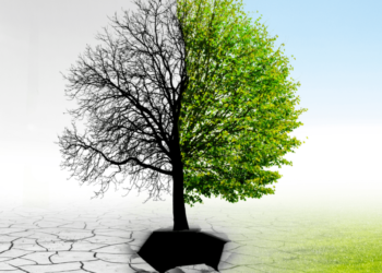 Tree with one half dying and the other half flowering